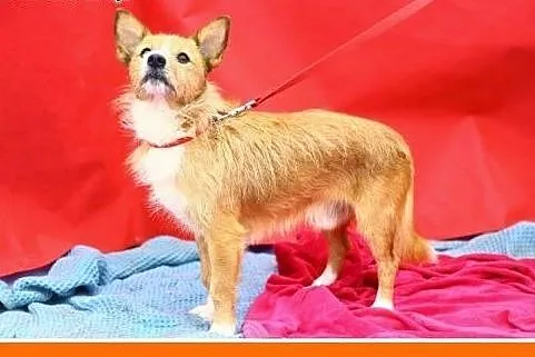 Mały,kanapowy piesk,wesoły,przyjazny PLUTO.Adopcja