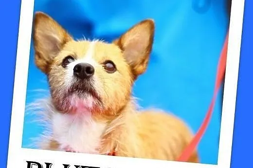 Mały,kanapowy piesk,wesoły,przyjazny PLUTO.Adopcja