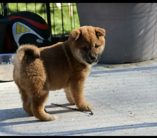 Szczenięta Shiba Inu gotowe na nowy dom: WhatsApp +44 7535 295266