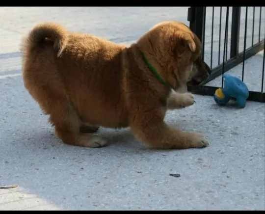 Szczenięta Shiba Inu gotowe na nowy dom: WhatsApp +44 7535 295266, , Warszawka