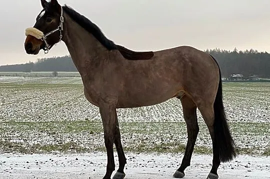 Koń na duże konkursy, , 