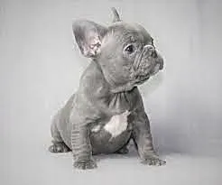 Buldog francuski