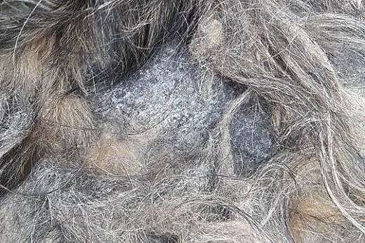 Saba odebrana z łańcucha błaga o dom ,  mazowiecki