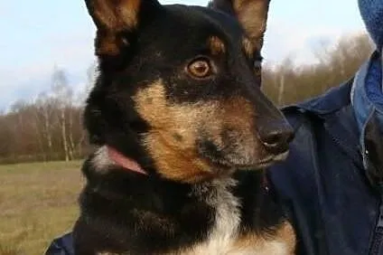 GACUŚ szuka domu