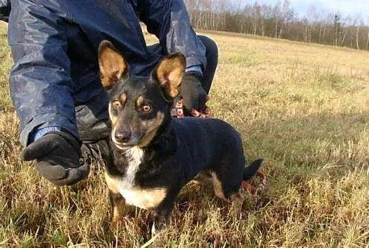 GACUŚ szuka domu