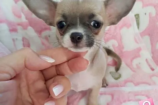 Biszkoptowa z liliowym odcieniem krótkowłosa MINI suczka chihuahua