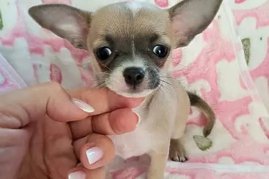 Biszkoptowa z liliowym odcieniem krótkowłosa MINI suczka chihuahua, Dolnośląskie, Wałbrzych