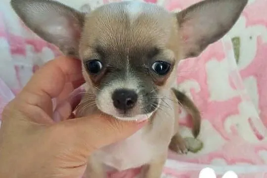 Biszkoptowa z liliowym odcieniem krótkowłosa MINI suczka chihuahua, Dolnośląskie, Wałbrzych