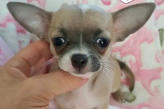 Biszkoptowa z liliowym odcieniem krótkowłosa MINI suczka chihuahua, Dolnośląskie, Wałbrzych