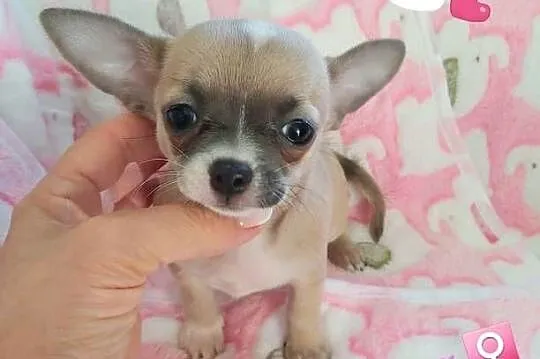 Biszkoptowa z liliowym odcieniem krótkowłosa MINI suczka chihuahua, Dolnośląskie, Wałbrzych