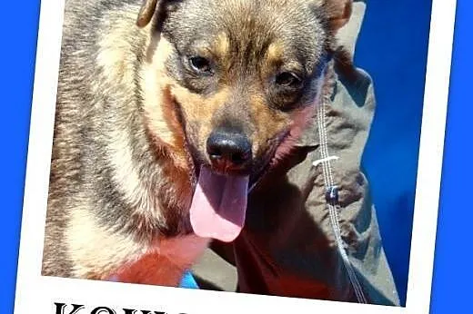 14 kg,młody,łagodny,wesoły,przyjazny pies KONIO.Adopcja,  mazowieckie Warszawa