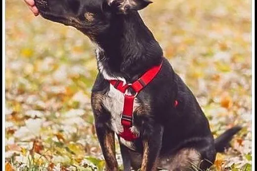 Ok. 1,5 roczna nieduża kochana Luśka -odda Ci serc