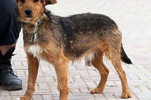 RINGO młody terierek mądry, łagodny gaśnie w schro