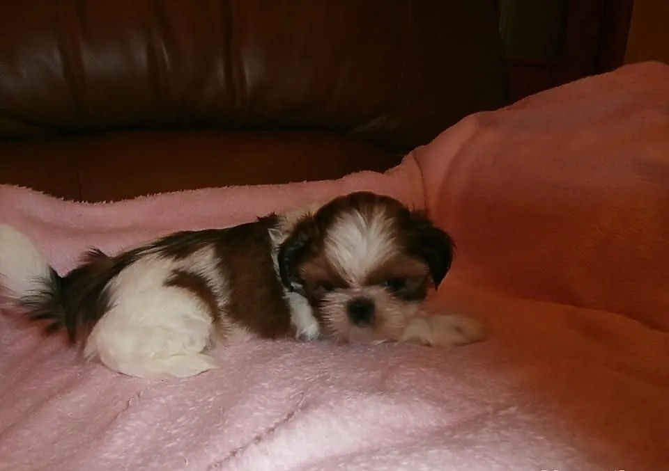 Shih tzu - kochane przytulanki