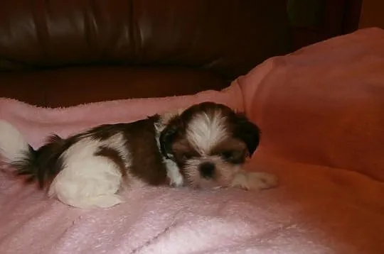 Shih tzu - kochane przytulanki