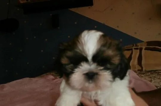 Shih tzu - kochane przytulanki