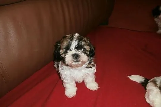 Shih tzu - kochane przytulanki