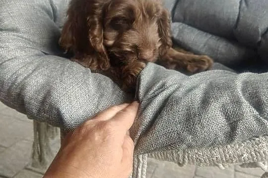 Cockpoo, Łódzkie, Tomaszów Mazowiecki