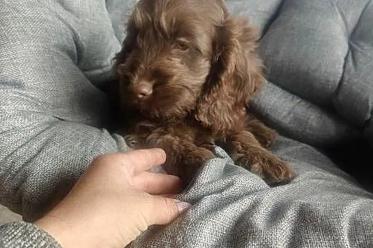 Cockpoo, Łódzkie, Tomaszów Mazowiecki
