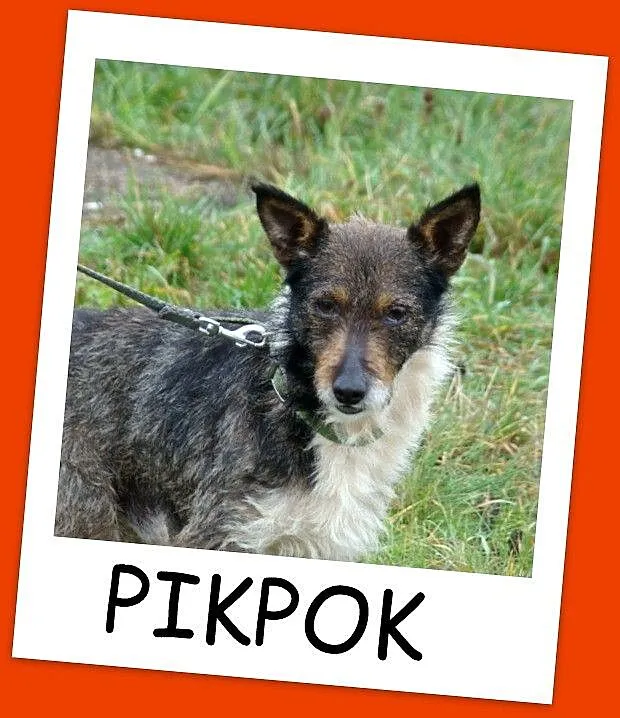 PIKPOK - młody 3 letni pies,szorstkowłosy, terierk