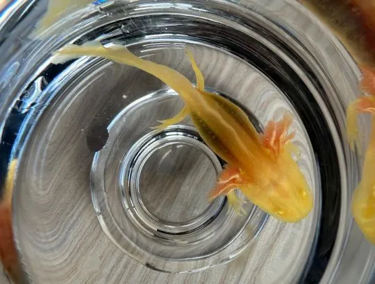 Aksolotl Salamandra Meksykańska sprzedam ..........................................................., , Kępno