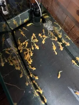 Aksolotl Salamandra Meksykańska sprzedam ..........................................................., , Kępno