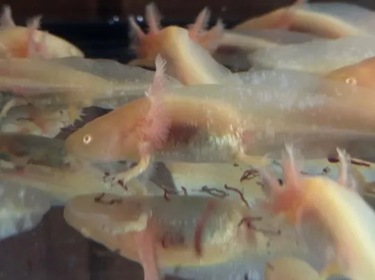 Aksolotl Salamandra Meksykańska sprzedam ..........................................................., , Kępno