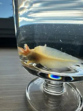 Aksolotl Salamandra Meksykańska sprzedam ..........................................................., , Kępno