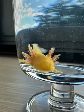Aksolotl Salamandra Meksykańska sprzedam ..........................................................., , Kępno
