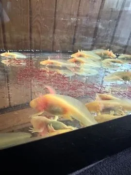 Aksolotl Salamandra Meksykańska sprzedam ..........................................................., , Kępno