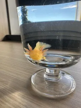 Aksolotl Salamandra Meksykańska sprzedam ..........................................................., , Kępno
