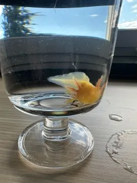 Aksolotl Salamandra Meksykańska sprzedam ..........................................................., , Kępno