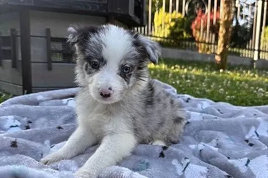 Piesek Border Collie  BLUE MERLE, Małopolskie, Limanowa
