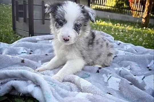 Piesek Border Collie  BLUE MERLE, Małopolskie, Limanowa