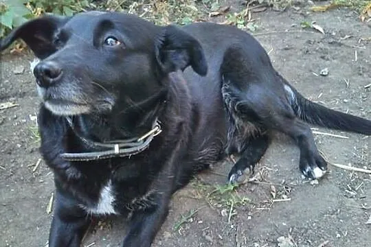 Kochająca ludzi Klara, łagodna do dzieci sunia szu