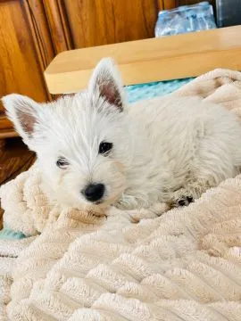 Sprzedam pieska Wester terrier. Ma dwa miesiące wszystkie szczepienia i zdrowy, , Wadowice