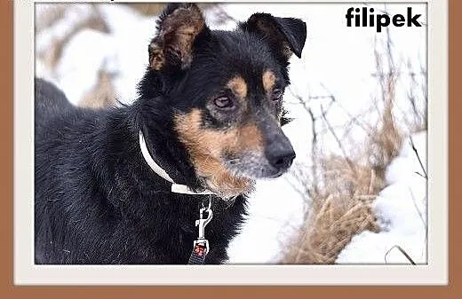 FILIPEK dla domatora,mały 7kg,spokojny,grzeczny pi