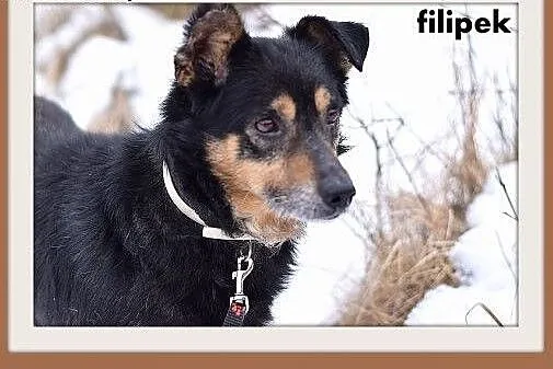 FILIPEK dla domatora,mały 7kg,spokojny,grzeczny pi