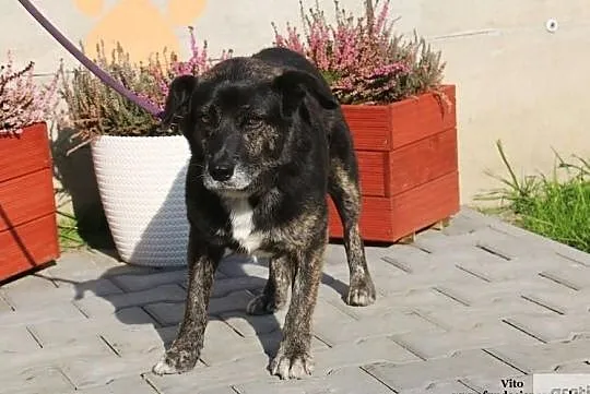 Vito - potrzebuje prawdziwej miłości, Mazowieckie, Nowy Dwór Mazowiecki