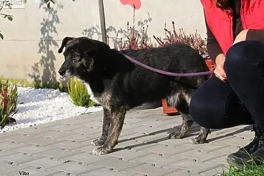 Vito - potrzebuje prawdziwej miłości, Mazowieckie, Nowy Dwór Mazowiecki
