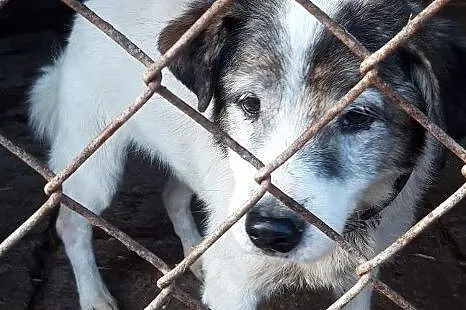 Romeo uwielbia przebywać w towarzystwie ludzi pokochaj go, Mazowieckie, Warszawa