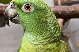 Papuga Amazonka żółtoszyja (Amazona ochrocephala a, Nadarzyn