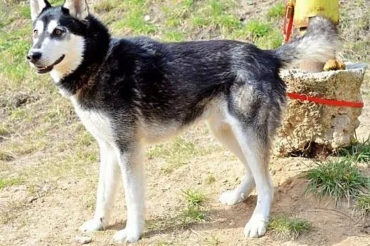 Robin - młody, czaderski husky :),  warmińsko-mazurskie Olsztyn