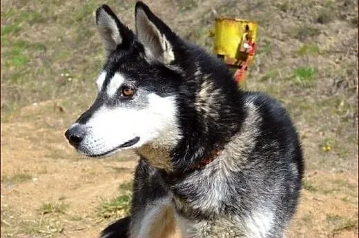Robin - młody, czaderski husky :),  warmińsko-mazu