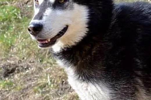 Robin - młody, czaderski husky :),  warmińsko-mazu