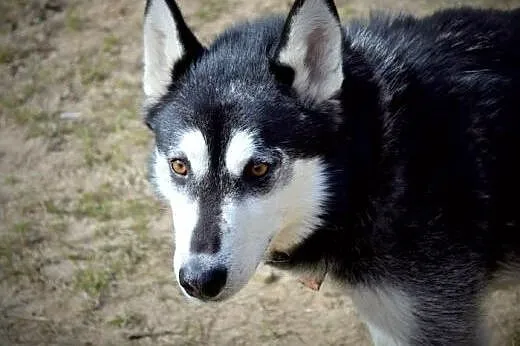 Robin - młody, czaderski husky :),  warmińsko-mazu