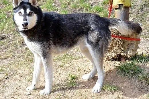 Robin - młody, czaderski husky :),  warmińsko-mazu