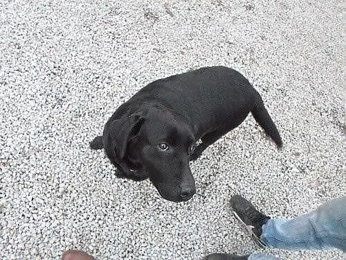 Przepiękna panienka do adopcji