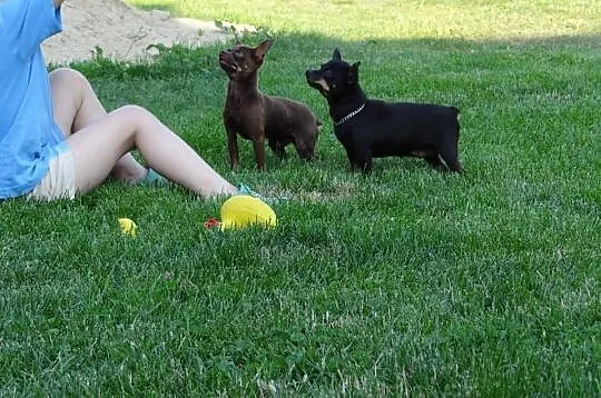Ratlerek czekoladowy Pinczer miniaturowy Krycie Re
