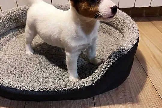 Jack Russell terrier, Łódzkie, Piątek